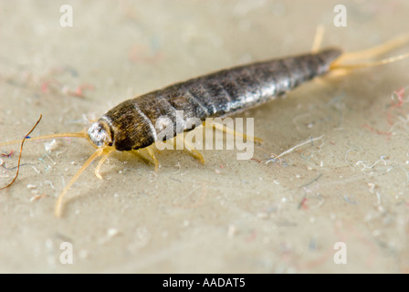 1 eine Lepisma Saccharina gemeinhin als Fishmoth Silberfischchen kleine flügellose Insekten CLOSEUP Close bis Makro Makro-Mikro-Mikro Stockfoto