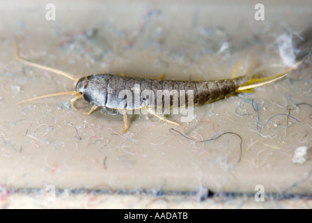 1 eine Lepisma Saccharina gemeinhin als Fishmoth Silberfischchen kleine flügellose Insekten CLOSEUP Close bis Makro Makro-Mikro-Mikro Stockfoto