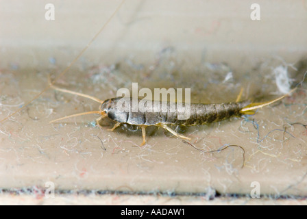 1 eine Lepisma Saccharina gemeinhin als Fishmoth Silberfischchen kleine flügellose Insekten CLOSEUP Close bis Makro Makro-Mikro-Mikro Stockfoto