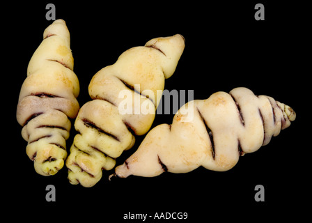 Cubio prall wie ein Körper Maschua Krümmung Essen neugierig Anbau Culturev pflegen wachsen Züchter Farbe Objekt ausschneiden Stockfoto