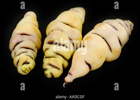 Cubio prall wie ein Körper Maschua Krümmung Essen neugierig Anbau Culturev pflegen wachsen Züchter Farbe Objekt ausschneiden Stockfoto