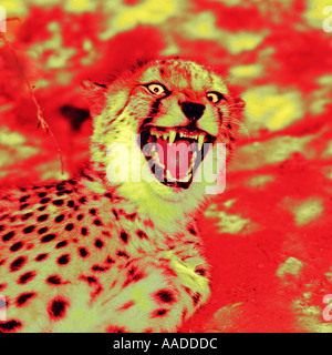 Spezialeffekt Foto nahe der Gepard mit Mund öffnen Cheetahland Oudtshoorn Little Karoo Kapprovinz in Südafrika Stockfoto