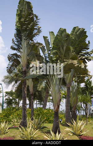 Singapur Asien kann eine wunderbare Ausstellung von Reisenden Palmen in den Gärten von Beach Station auf Sentosa Island Stockfoto