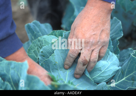 Guatemaltekische Wanderarbeiter auf einer gemischten Gemüse Farm im südlichen Quebec Kanada Stockfoto