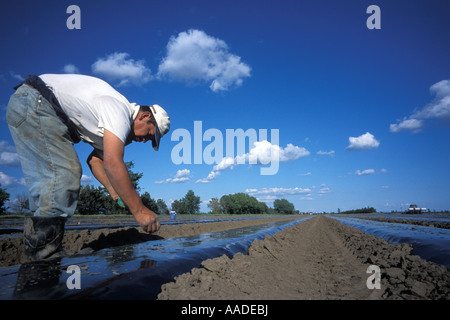 Guatemaltekische Wanderarbeiter auf einer gemischten Gemüse Farm im südlichen Quebec Kanada Stockfoto