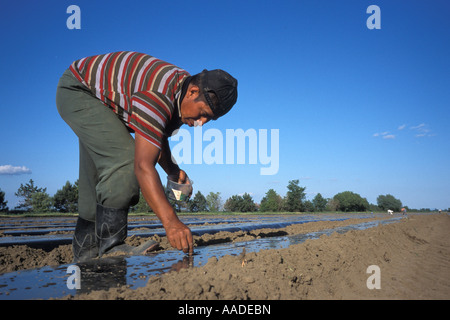 Guatemaltekische Wanderarbeiter auf einer gemischten Gemüse Farm im südlichen Quebec Kanada Stockfoto