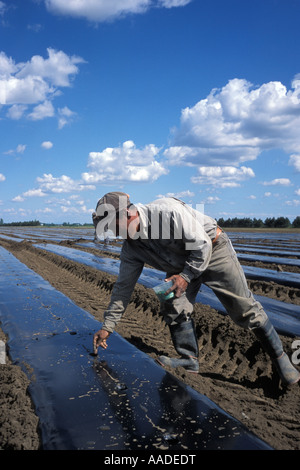 Guatemaltekische Wanderarbeiter auf einer gemischten Gemüse Farm im südlichen Quebec Canad Stockfoto