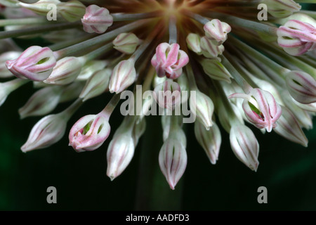 Allium, dekorative Blüte Zwiebel Kopf, Makroaufnahme Blütenknospen Stockfoto