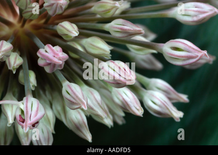 Allium, dekorative Blüte Zwiebel Kopf, Makroaufnahme Blütenknospen Stockfoto