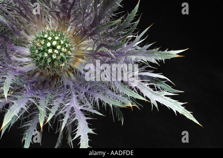 Blütenkopf Meer Holly, Eryngium Maritimum eine mehrjährige Pflanze in Europa heimisch und oft an Meeresküsten. Krone wie Form Stockfoto