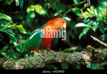 Australische King Parrot Alisterus Scapularis männlichen fotografiert in Victoria Australien Stockfoto