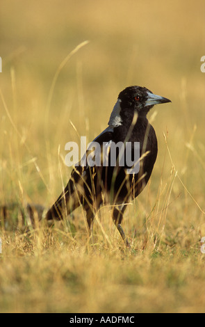 Australische Magpie Gymnorhina Tibicen fotografiert in Victoria Australien Stockfoto