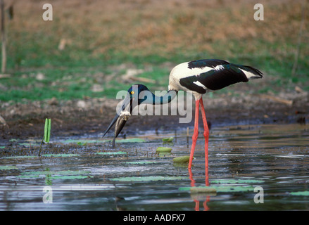 Schwarzhals Storch Jabiru Nahrung Asiaticus Angeln in Northern Territory Australien fotografiert Stockfoto