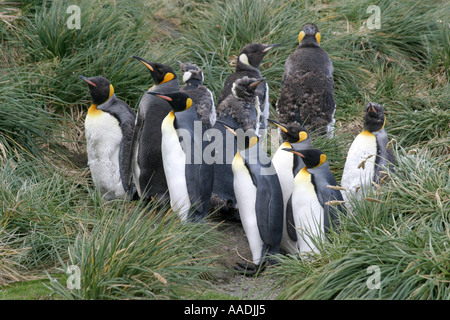 Hink Pinguine Rasse zu Tausenden an der St. Andrews Bay, Süd-Georgien, die größte Kolonie in der Welt Stockfoto