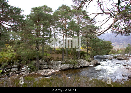 Alten Caledonia Kiefer Bäume Pinus Sylvestris Glen Torridon Schottland Stockfoto