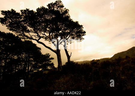 Alten Caledonia Kiefern Pinus Sylvestris Silhouette gegen Dämmerung Himmel Glen Torridon Schottland Stockfoto