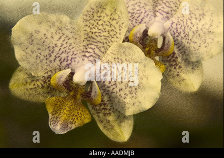 Phalaenopsis Orchidee Blume Nahaufnahme Stockfoto