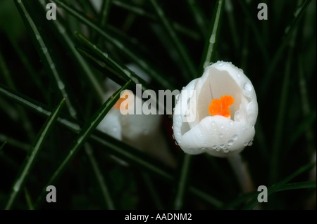 Weißer Schnee Crocus Stockfoto