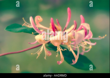 Geißblatt Stockfoto