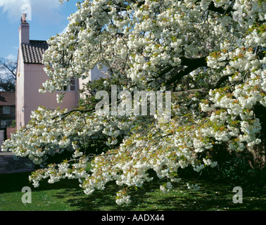 Weiße Kirschblüten, Dorf der großen Ouseburn (nach Norden westlich von York), North Yorkshire, England, UK. Stockfoto