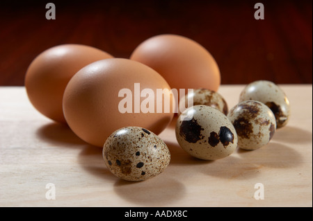 Huhn und gemeinsame Wachteleier Stockfoto