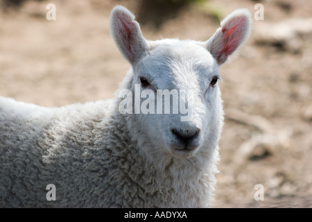 Lamm Stockfoto