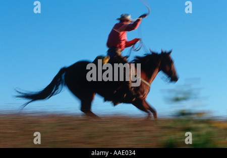 Cowboy auf Pferd wirbelt sein Lasso während der Razzia Stockfoto