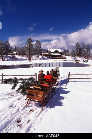 Ein paar in einem Pferd öffnen Schlitten Rückkehr zu ihrer Lodge mit einem frisch geschnittenen Urlaub Weihnachtsbaum Stockfoto