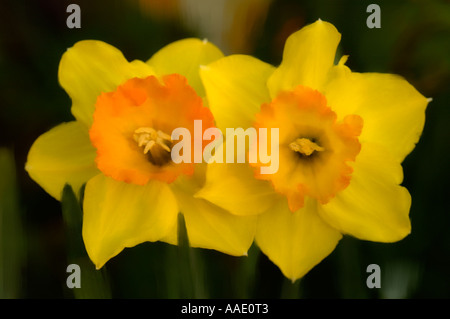 Gelbe Narzissen Stockfoto