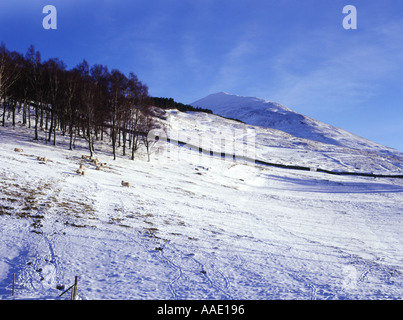 dh SCHIEHALLION PERTHSHIRE Schottische Winterschneeszene rauer Berghang munros-Hochland schottland Land verschneite Landschaft blauer Himmel Stockfoto