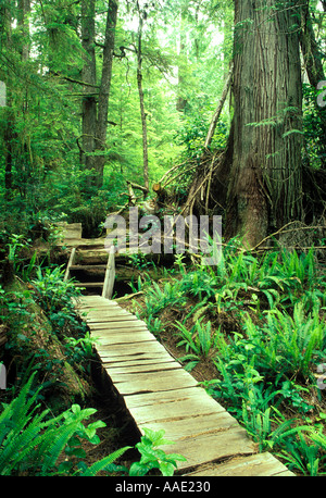 Holzsteg schneiden durch kanadischen Regenwald auf der einsamen Insel wissen als Mears Insel liegt in der Nähe von Tofino, Vancouver Island, Kanada Stockfoto