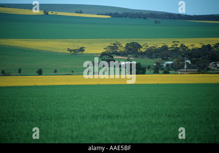 Raps-Anbau im mittleren Norden von South Australia Australien Stockfoto