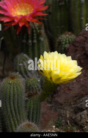 Blüte im Frühjahr in botanischen Gärten California Kaktus Stockfoto