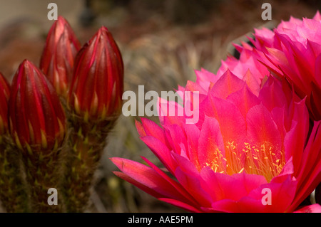 Cluster von roten Kaktusblüte im Botanischen Garten California Stockfoto