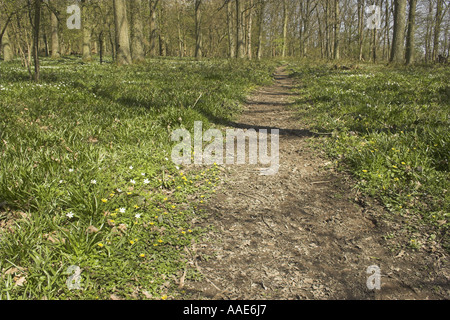 Ein Weg durch eine englische Holz im Frühjahr, West Sussex, England, UK Stockfoto