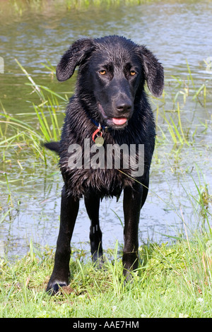 Schwarzer Labrador Hund Kreuz Wasser abschütteln, nach dem Schwimmen Stockfoto