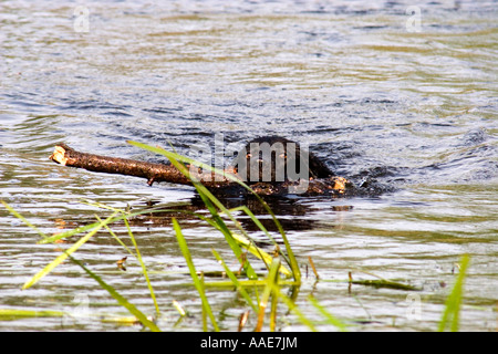 Schwarzer Hund stehend Schwimmen im stream Stockfoto