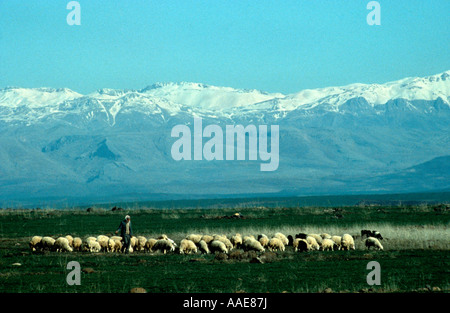 Turkei. Hintergrund des Taurus-Gebirges.  Schafbeweidung auf Ebenen in Kozludere Stockfoto