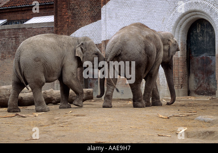 zwei asiatische Elefanten im Zoo von Kopenhagen Dänemark Stockfoto
