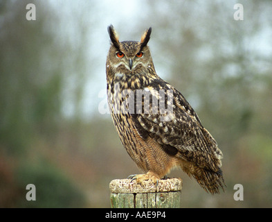 Europäische Uhu (Bubo bubo) aka Uhu Stockfoto