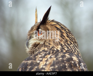 Europäische Uhu (Bubo bubo) aka Uhu Stockfoto