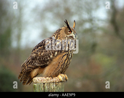 Europäische Uhu (Bubo bubo) aka Uhu Stockfoto