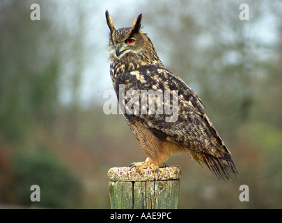 Europäische Uhu (Bubo bubo) aka Uhu Stockfoto