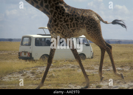 Masai oder gemeinsame Giraffe im Galopp in der Nähe von weißen Kleinbus mit Pop-up-Dach im Amboseli Nationalpark Kenia in Ostafrika Stockfoto