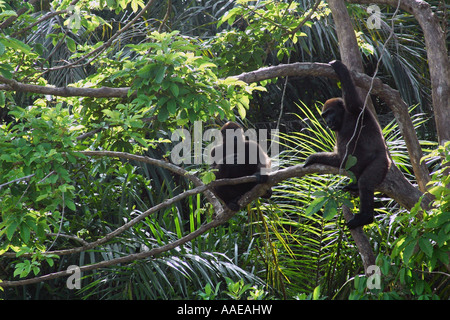 Zwei jungen westlichen Flachlandgorillas in einem Baum auf der Evengue Insel im Gabuns Loango Nationalpark Sanierungsprojekt Stockfoto