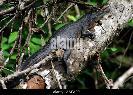 Ein kleines Krokodil Crocodylus Cataphractus, ruht auf einem Baumstamm im Fluss Blackwater Mpivié in Gabun Loango Nationalpark Stockfoto