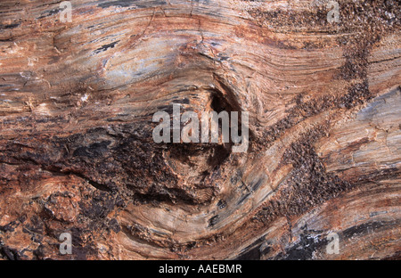 Knoten-Loch in versteinerten Baumstamm, Talampaya Nationalpark, Argentinien Stockfoto