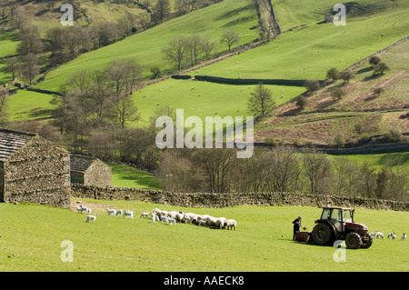 Landwirt Fütterung seiner Herde Blackface Schafe (Ovis Aries) obere Swaledale, North Yorkshire, England, UK, Europa Stockfoto