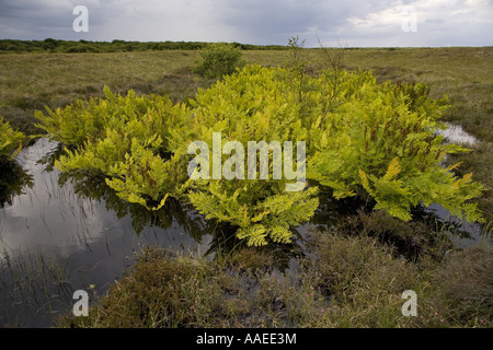 Königsfarn Osmunda Regalis Winterton Dünen Norfolk UK Stockfoto