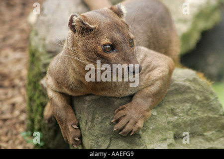 Madagaskar Fossa (Cryptoprocta ferox) ruht auf Rock. Stockfoto